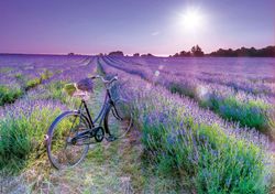 Bicicletta da campo lavanda - 1000 pezzi - Educa